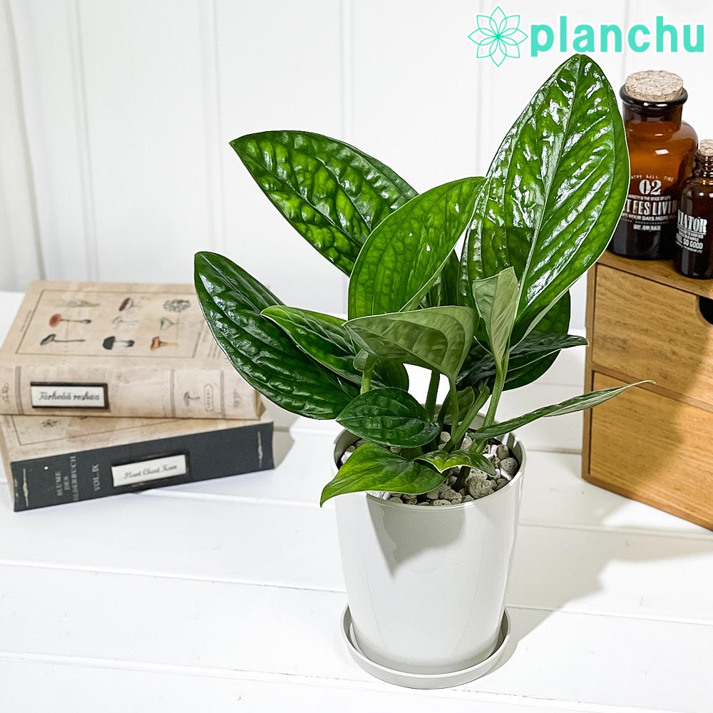 PLANCHU 観葉植物 モンステラ ジェイドシャトルコック 4号鉢 受け皿