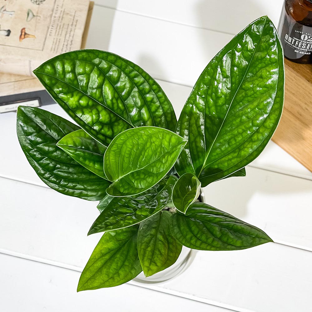 PLANCHU 観葉植物 モンステラ ジェイドシャトルコック 4号鉢 受け皿付き 育て方説明書付き Monstera karsteniana `Jade Shuttlecock’
