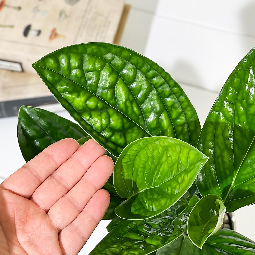 PLANCHU 観葉植物 モンステラ ジェイドシャトルコック 4号鉢 受け皿付き 育て方説明書付き Monstera karsteniana `Jade Shuttlecock’