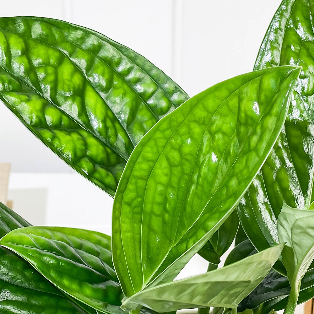 PLANCHU 観葉植物 モンステラ ジェイドシャトルコック 4号鉢 受け皿付き 育て方説明書付き Monstera karsteniana `Jade Shuttlecock’