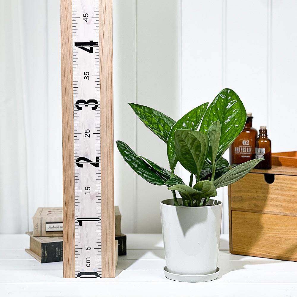 PLANCHU 観葉植物 モンステラ ジェイドシャトルコック 4号鉢 受け皿付き 育て方説明書付き Monstera karsteniana `Jade Shuttlecock’