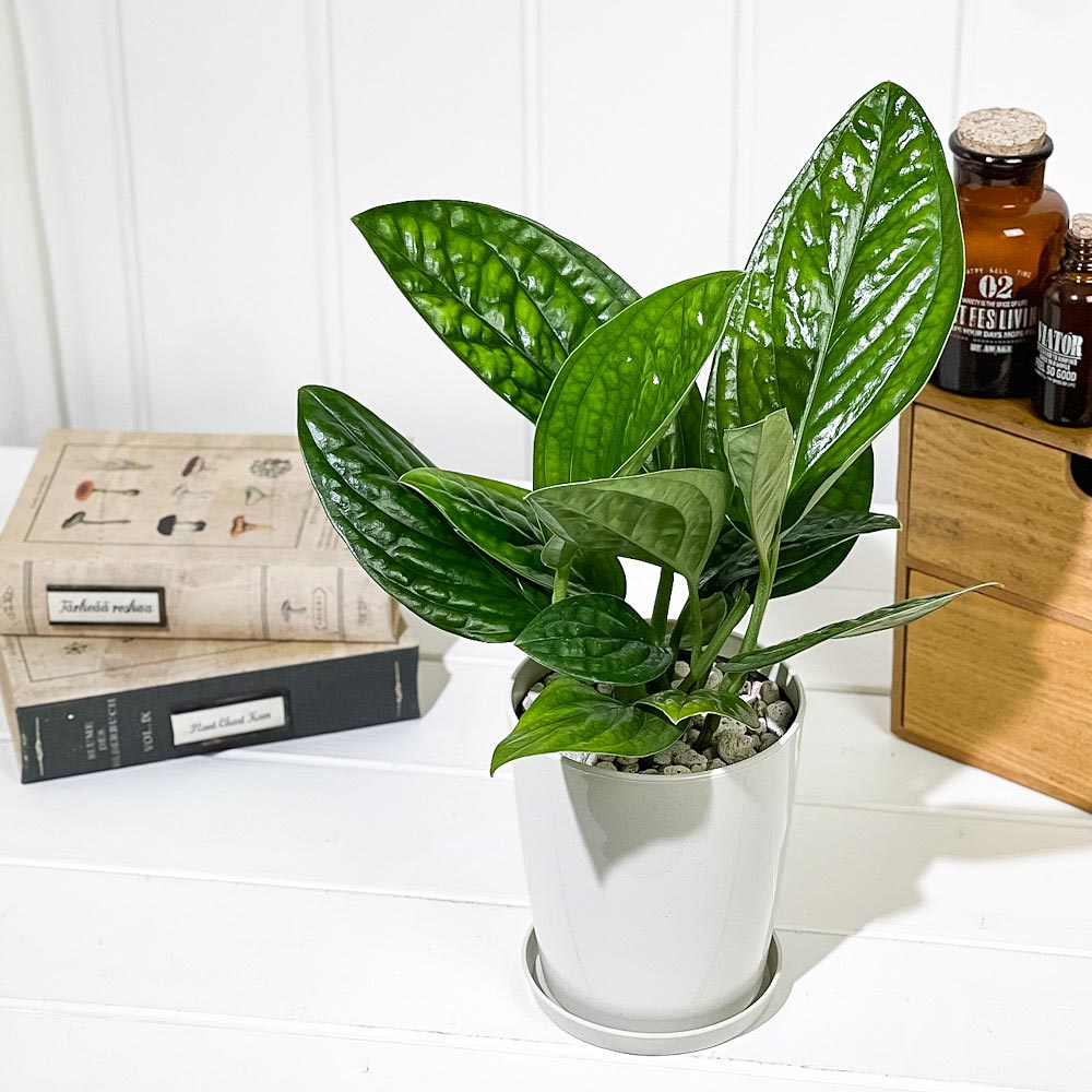 PLANCHU 観葉植物 モンステラ ジェイドシャトルコック 4号鉢 受け皿付き 育て方説明書付き Monstera karsteniana `Jade Shuttlecock’ アロイド
