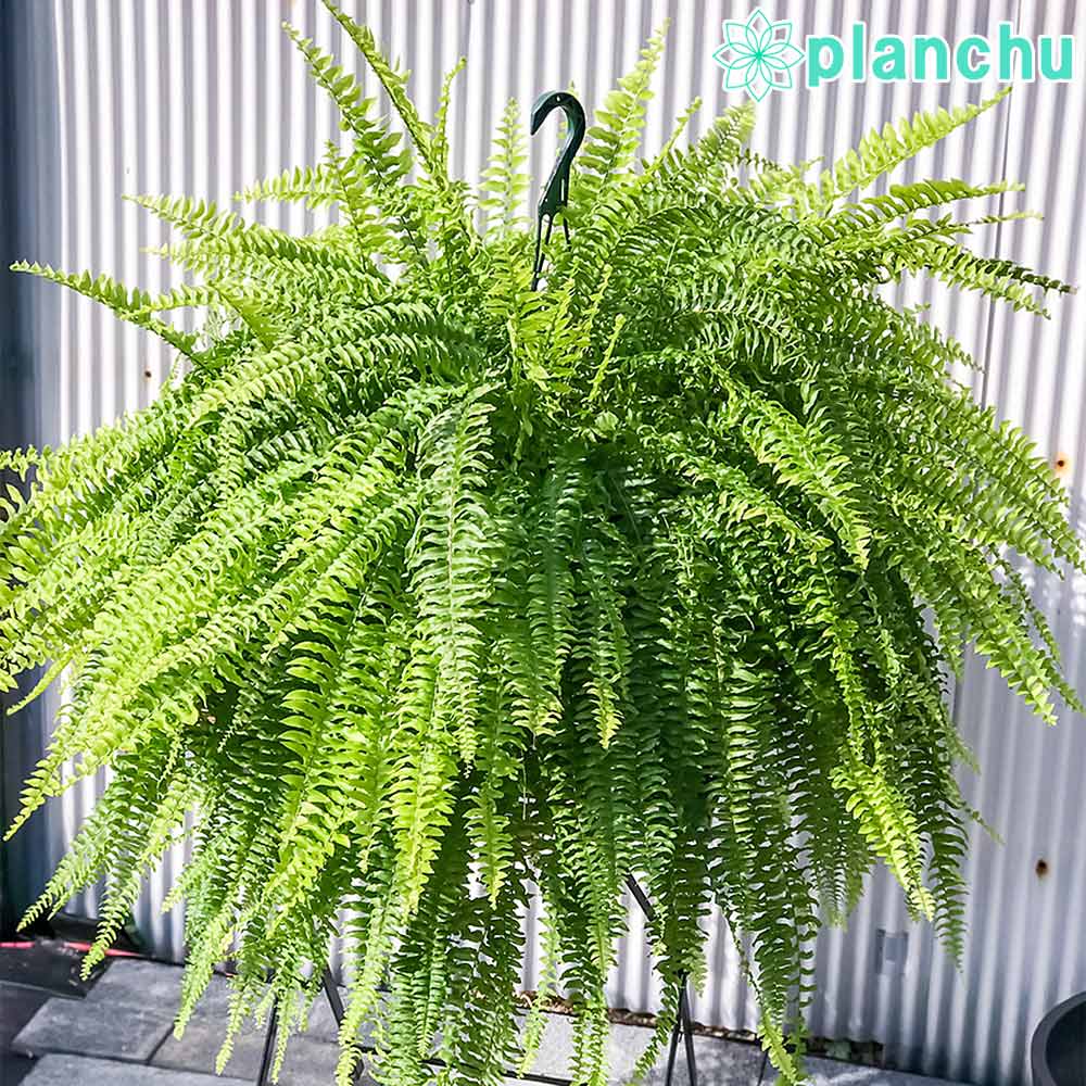 PLANCHU 観葉植物 ネフロレピス ボストンブルーベル 8号吊り鉢 育て方説明書付き Nephrolepis exaltata ‘Boston Blue Bell’ シダ ボストンファーン ボストンファン