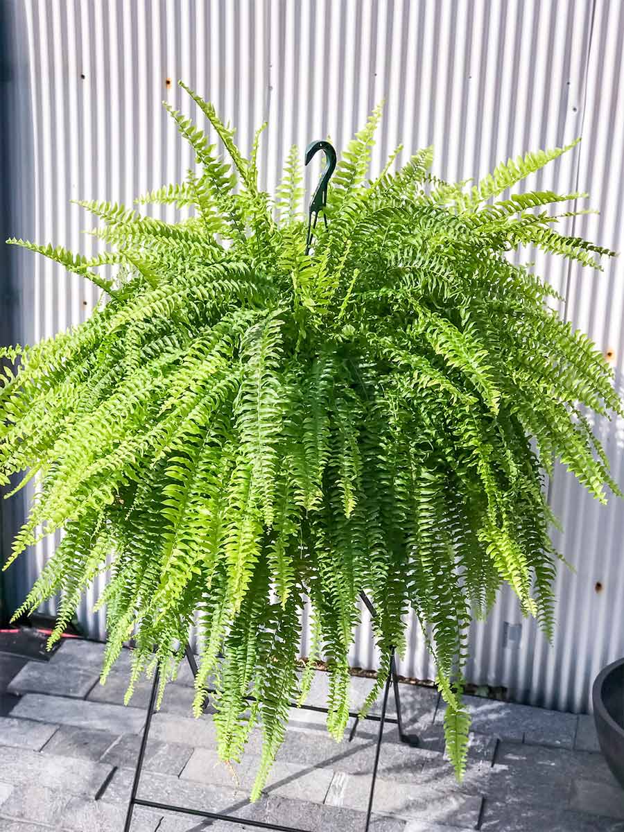 PLANCHU 観葉植物 ネフロレピス ボストンブルーベル 8号吊り鉢 育て方説明書付き Nephrolepis exaltata ‘Boston Blue Bell’ シダ ボストンファーン ボストンファン