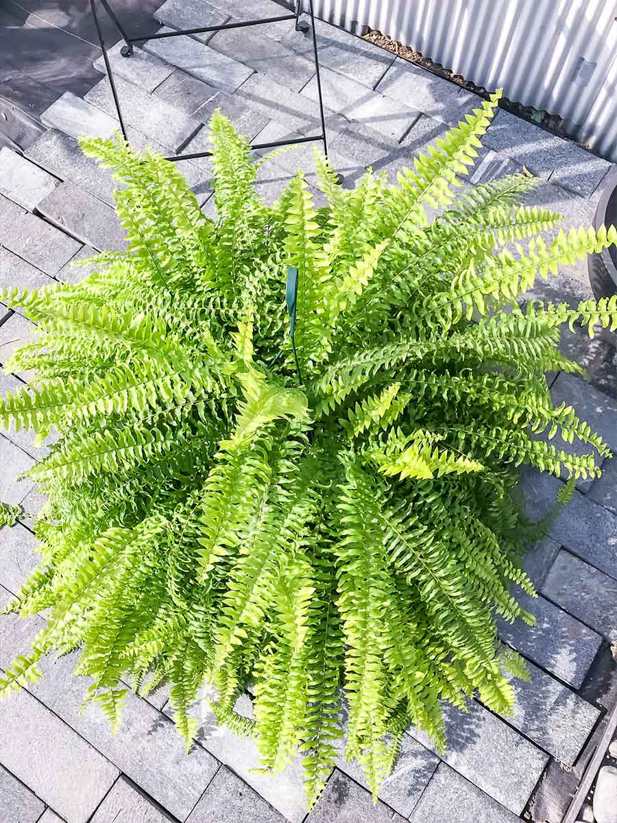 PLANCHU 観葉植物 ネフロレピス ボストンブルーベル 8号吊り鉢 育て方説明書付き Nephrolepis exaltata ‘Boston Blue Bell’ シダ ボストンファーン ボストンファン