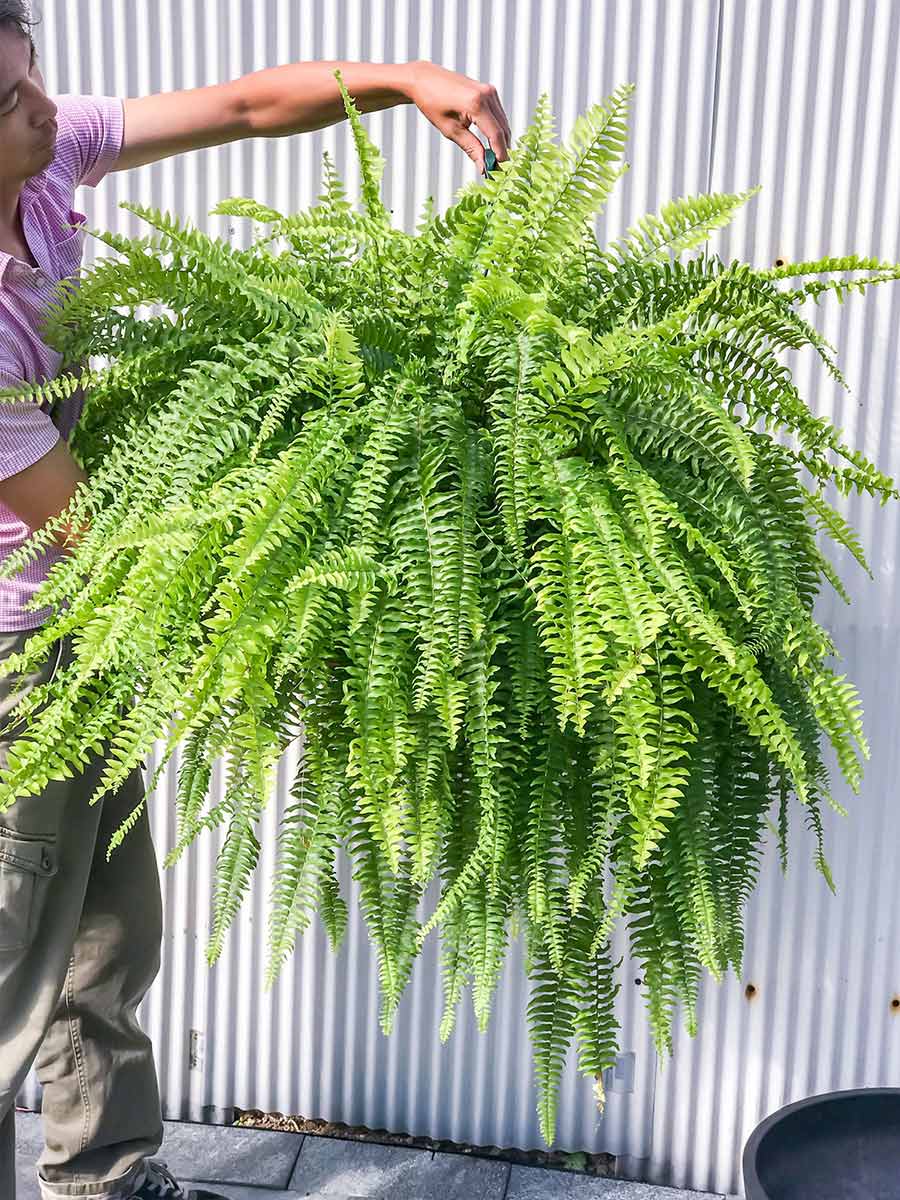 PLANCHU 観葉植物 ネフロレピス ボストンブルーベル 8号吊り鉢 育て方説明書付き Nephrolepis exaltata ‘Boston Blue Bell’ シダ ボストンファーン ボストンファン