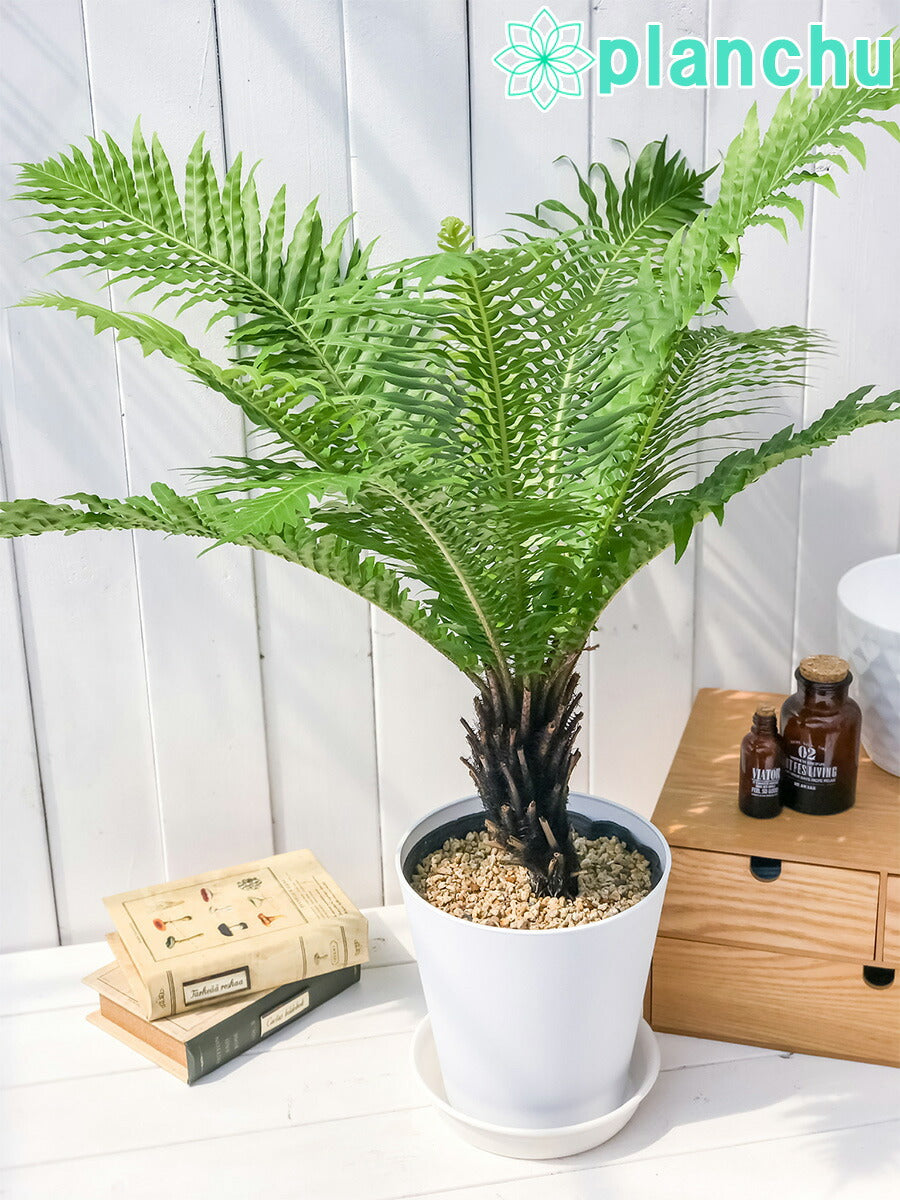 PLANCHU 観葉植物 ブレクナム シルバーレディ 木立タイプ 6号鉢 受け皿付き 育て方説明書付き Blechnum gibbum ‘Silver Lady’ シダ植物