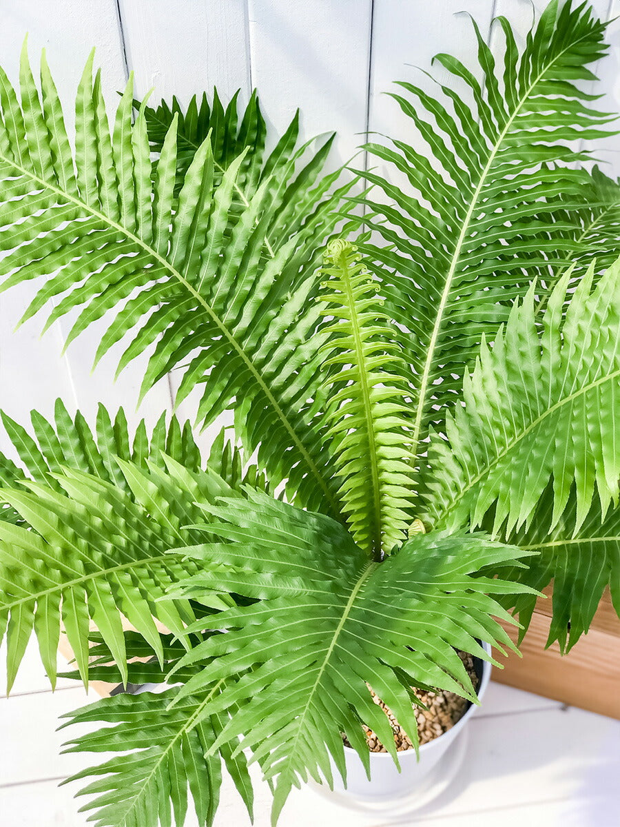 PLANCHU 観葉植物 ブレクナム シルバーレディ 木立タイプ 6号鉢 受け皿付き 育て方説明書付き Blechnum gibbum ‘Silver Lady’ シダ植物