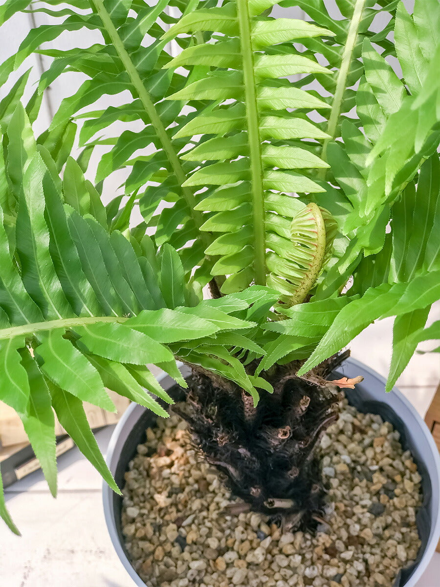 PLANCHU 観葉植物 ブレクナム シルバーレディ 木立タイプ 6号鉢 受け皿付き 育て方説明書付き Blechnum gibbum ‘Silver Lady’ シダ植物