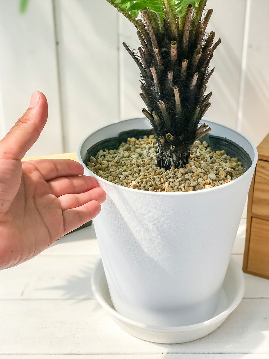 PLANCHU 観葉植物 ブレクナム シルバーレディ 木立タイプ 6号鉢 受け皿付き 育て方説明書付き Blechnum gibbum ‘Silver Lady’ シダ植物