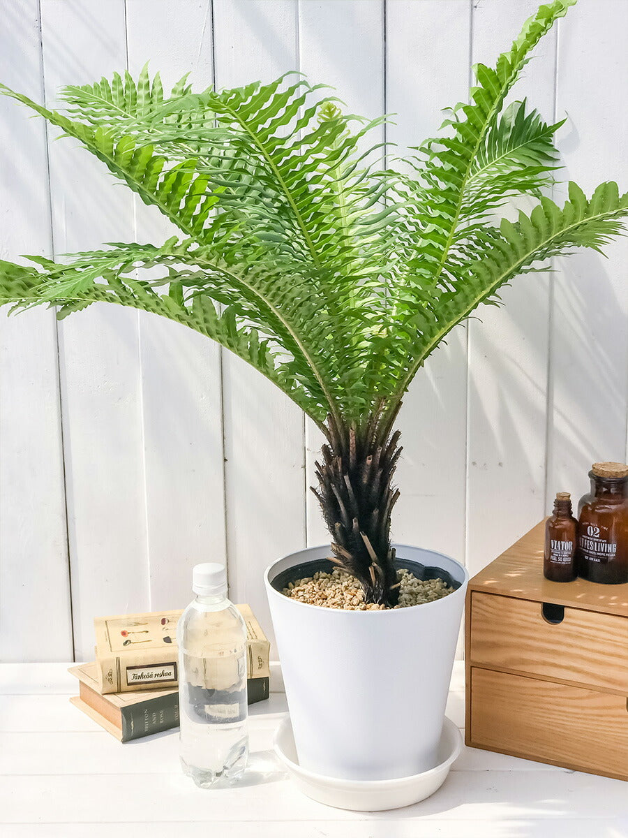 PLANCHU 観葉植物 ブレクナム シルバーレディ 木立タイプ 6号鉢 受け皿付き 育て方説明書付き Blechnum gibbum ‘Silver Lady’ シダ植物