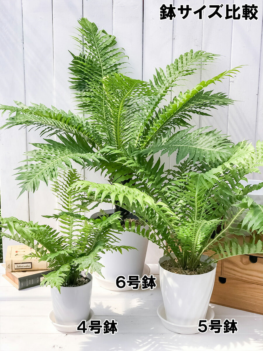 PLANCHU 観葉植物 ブレクナム シルバーレディ 木立タイプ 6号鉢 受け皿付き 育て方説明書付き Blechnum gibbum ‘Silver Lady’ シダ植物