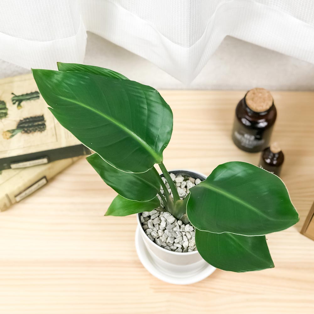 PLANCHU 観葉植物 ストレリチア オーガスタ 4号鉢 受け皿付き 育て方説明書付き Strelitzia nicolai ニコライ 楽園の白い鳥 極楽鳥花