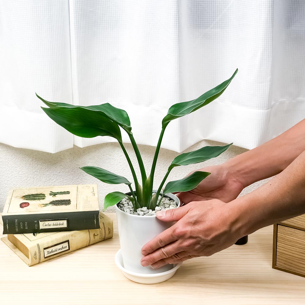 PLANCHU 観葉植物 ストレリチア オーガスタ 4号鉢 受け皿付き 育て方説明書付き Strelitzia nicolai ニコライ 楽園の白い鳥 極楽鳥花