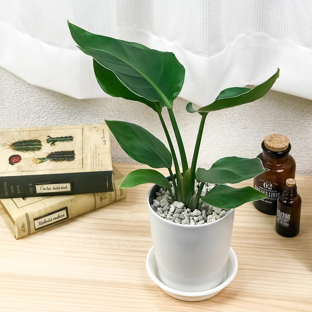 PLANCHU 観葉植物 ストレリチア オーガスタ 4号鉢 受け皿付き 育て方説明書付き Strelitzia nicolai ニコライ 楽園の白い鳥 極楽鳥花