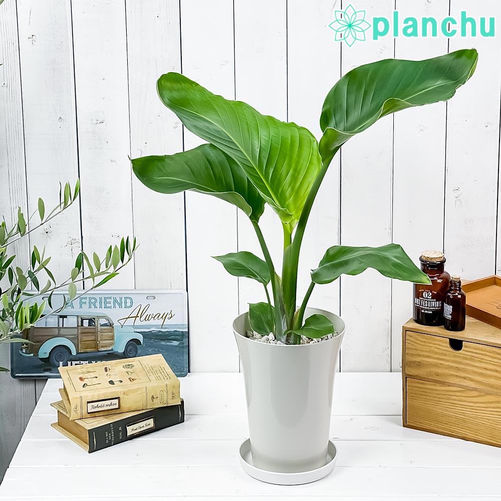 PLANCHU 観葉植物 ストレリチア オーガスタ 6号鉢 受け皿付き 育て方