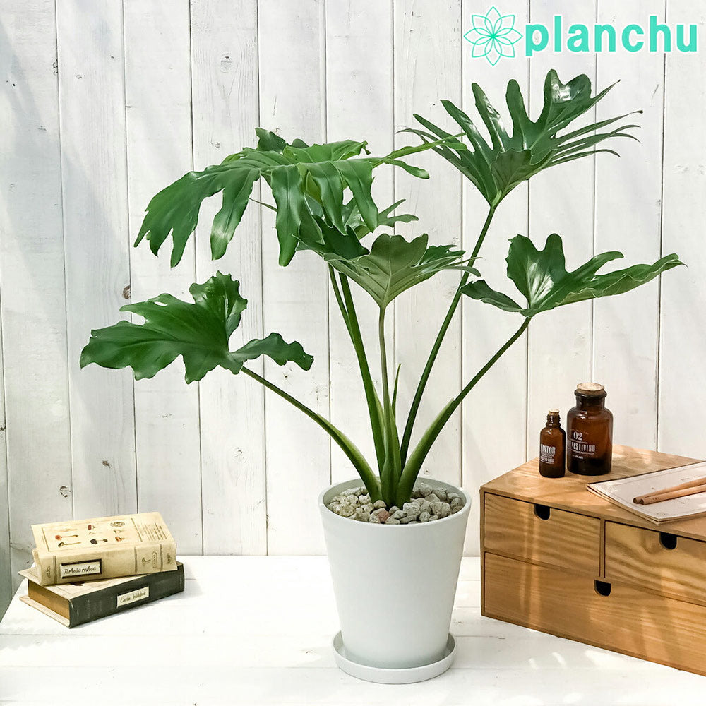 PLANCHU 観葉植物 フィロデンドロン セローム 6号鉢 受け皿付き 育て方