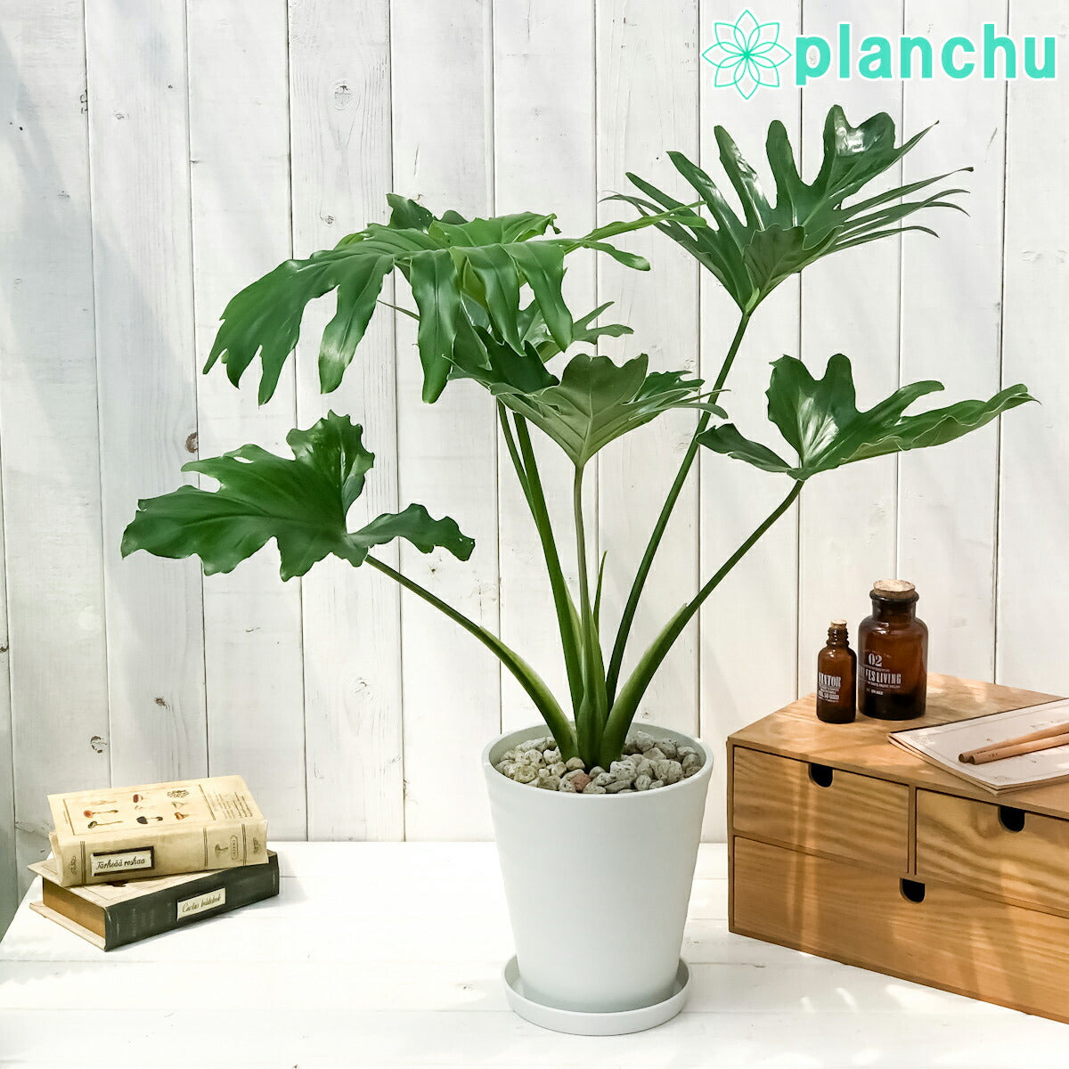 PLANCHU 観葉植物 フィロデンドロン セローム 6号鉢 受け皿付き 育て方説明書付き Philodendron selloum セロウム ヒトデカズラ アロイド