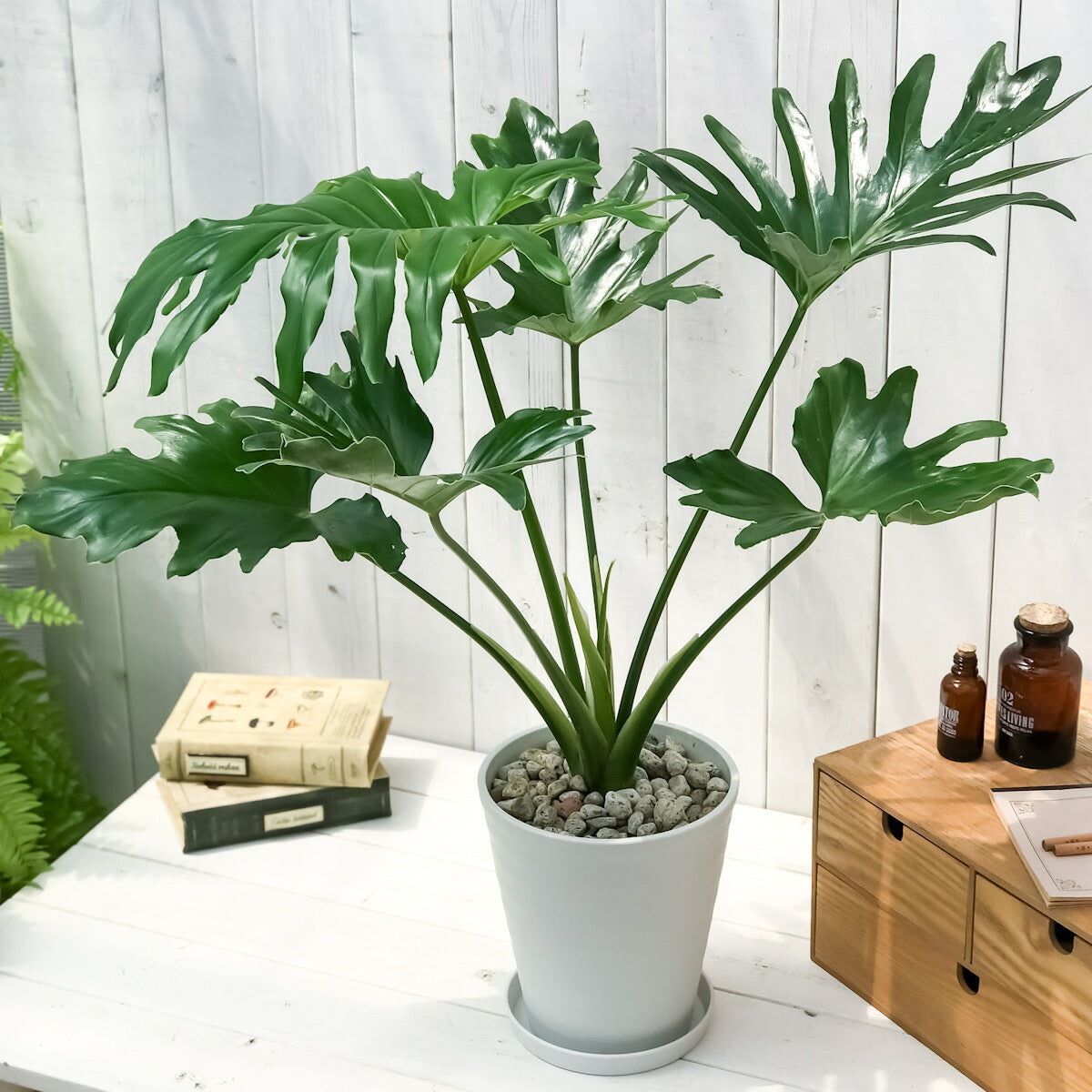 PLANCHU 観葉植物 フィロデンドロン セローム 6号鉢 受け皿付き 育て方説明書付き Philodendron selloum セロウム ヒトデカズラ アロイド