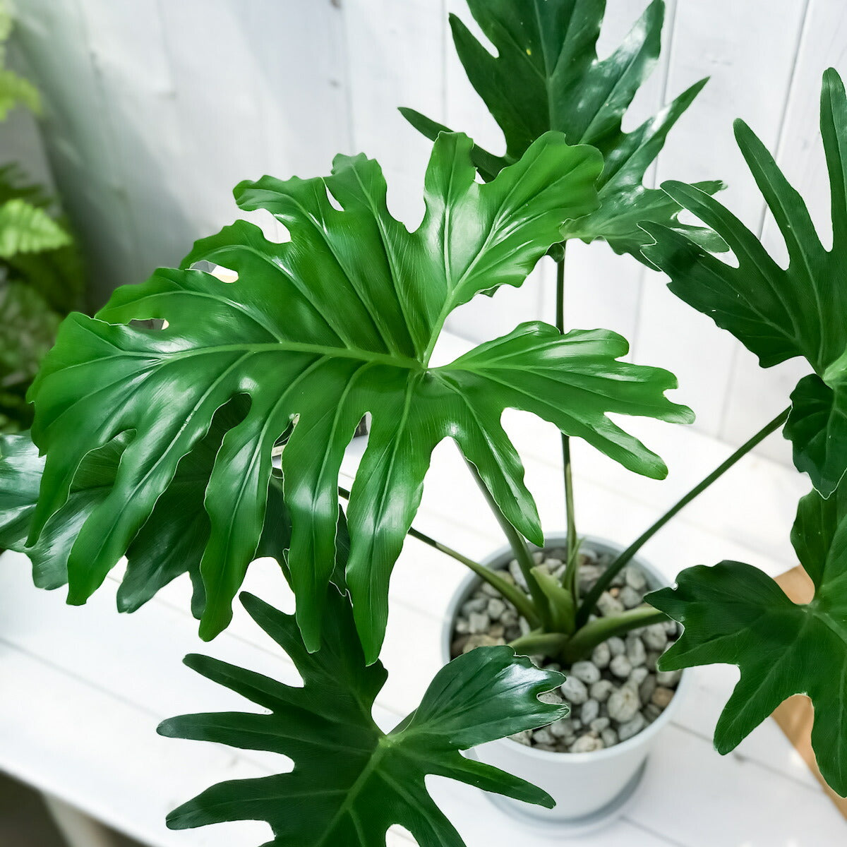 PLANCHU 観葉植物 フィロデンドロン セローム 6号鉢 受け皿付き 育て方説明書付き Philodendron selloum セロウム ヒトデカズラ アロイド