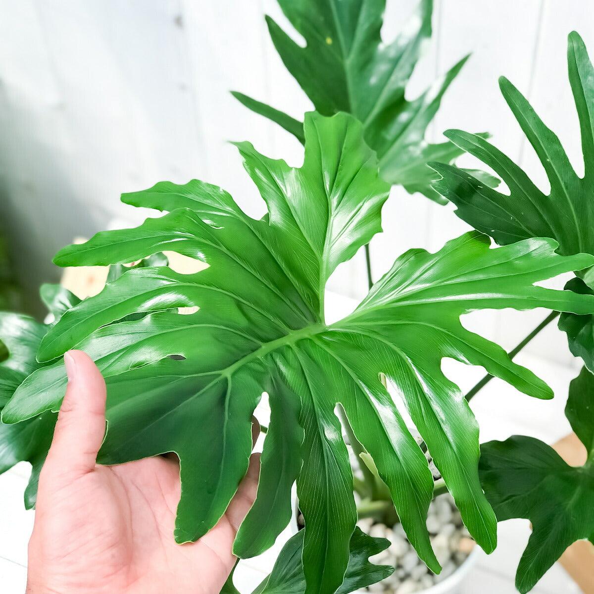 PLANCHU 観葉植物 フィロデンドロン セローム 6号鉢 受け皿付き 育て方説明書付き Philodendron selloum セロウム ヒトデカズラ アロイド