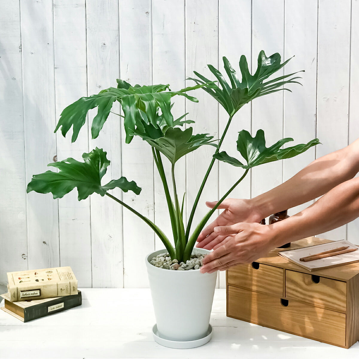 PLANCHU 観葉植物 フィロデンドロン セローム 6号鉢 受け皿付き 育て方説明書付き Philodendron selloum セロウム ヒトデカズラ アロイド