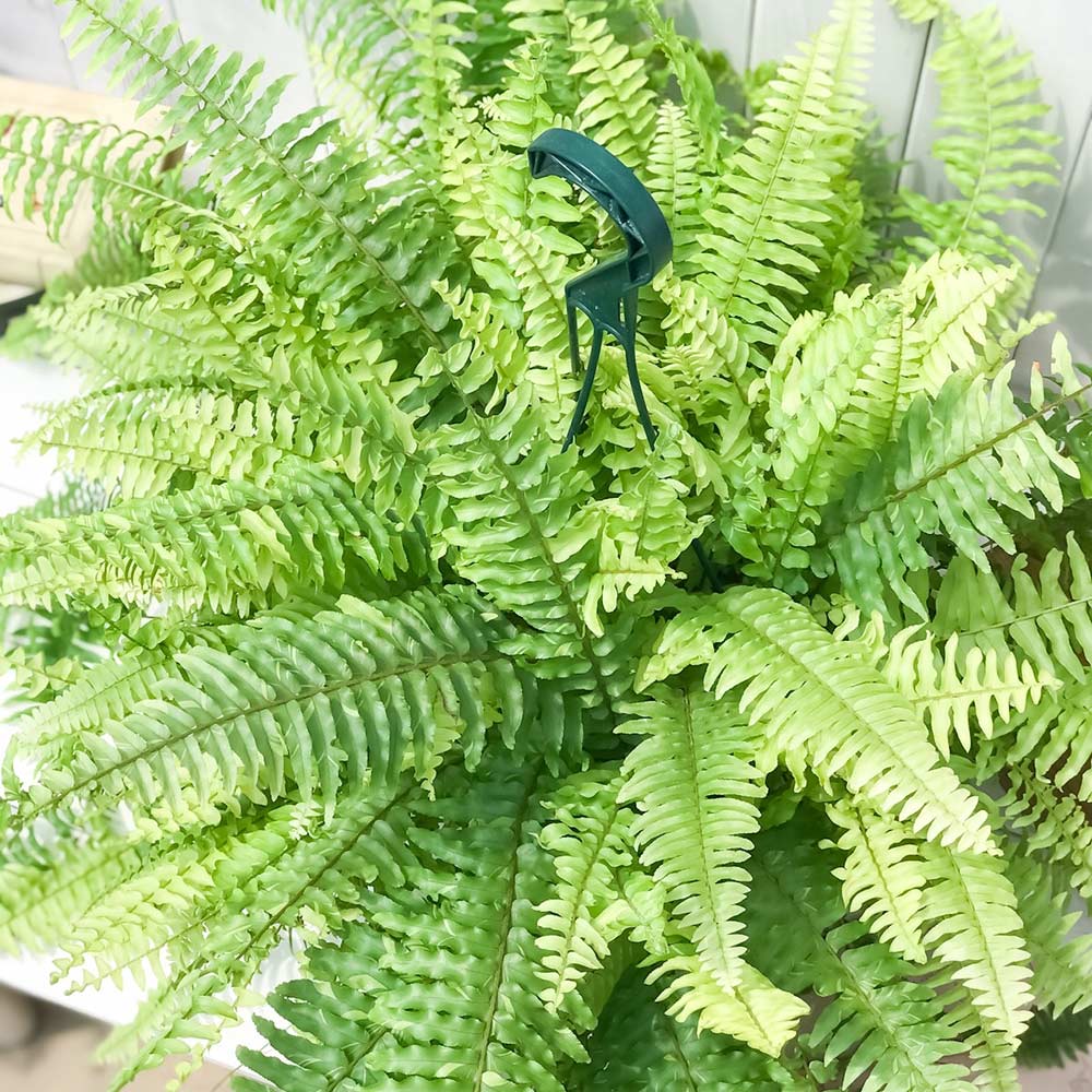 PLANCHU 観葉植物 ネフロレピス ハッピーマーブル 7号吊り鉢 育て方説明書付き Nephrolepis exaltata ‘Happy Marble’ シダ ボストンファーン ボストンファン タイガー