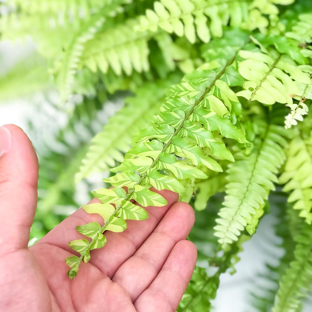 PLANCHU 観葉植物 ネフロレピス ハッピーマーブル 7号吊り鉢 育て方説明書付き Nephrolepis exaltata ‘Happy Marble’ シダ ボストンファーン ボストンファン タイガー