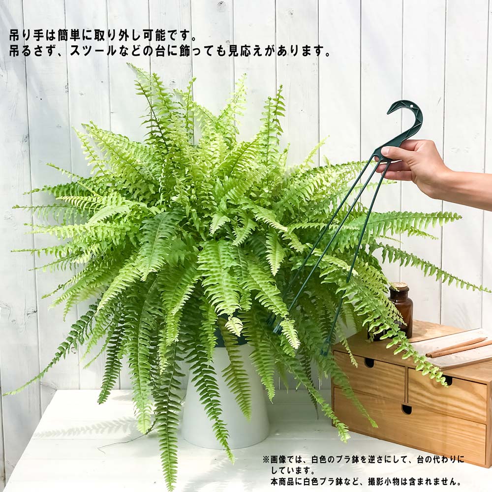 PLANCHU 観葉植物 ネフロレピス ハッピーマーブル 7号吊り鉢 育て方説明書付き Nephrolepis exaltata ‘Happy Marble’ シダ ボストンファーン ボストンファン タイガー