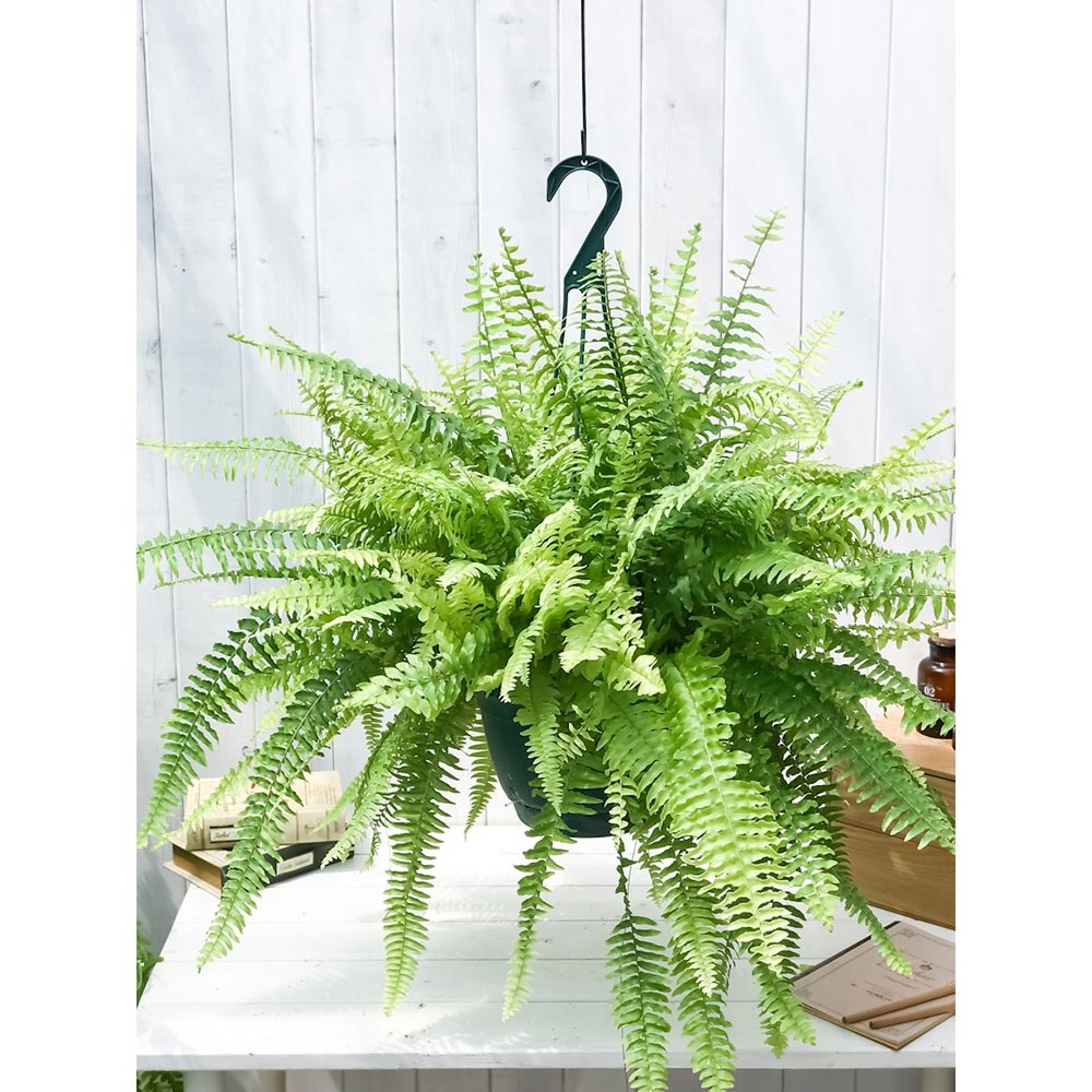 PLANCHU 観葉植物 ネフロレピス ハッピーマーブル 7号吊り鉢 育て方説明書付き Nephrolepis exaltata ‘Happy Marble’ シダ ボストンファーン ボストンファン タイガー