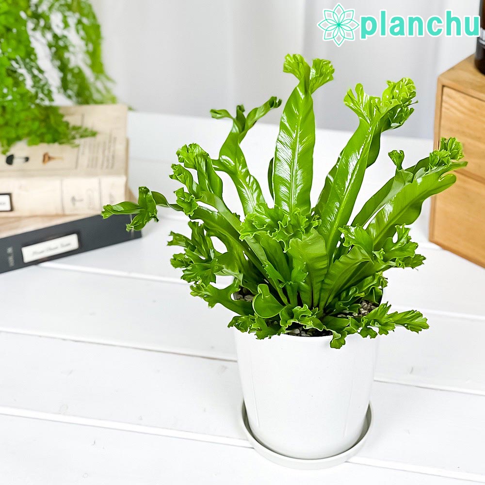 PLANCHU 観葉植物 アスプレニウム レズリー 4号鉢 受け皿付き 育て方説明書付き Asplenium nidus ‘Leslie’ シダ シマオオタニワタリ