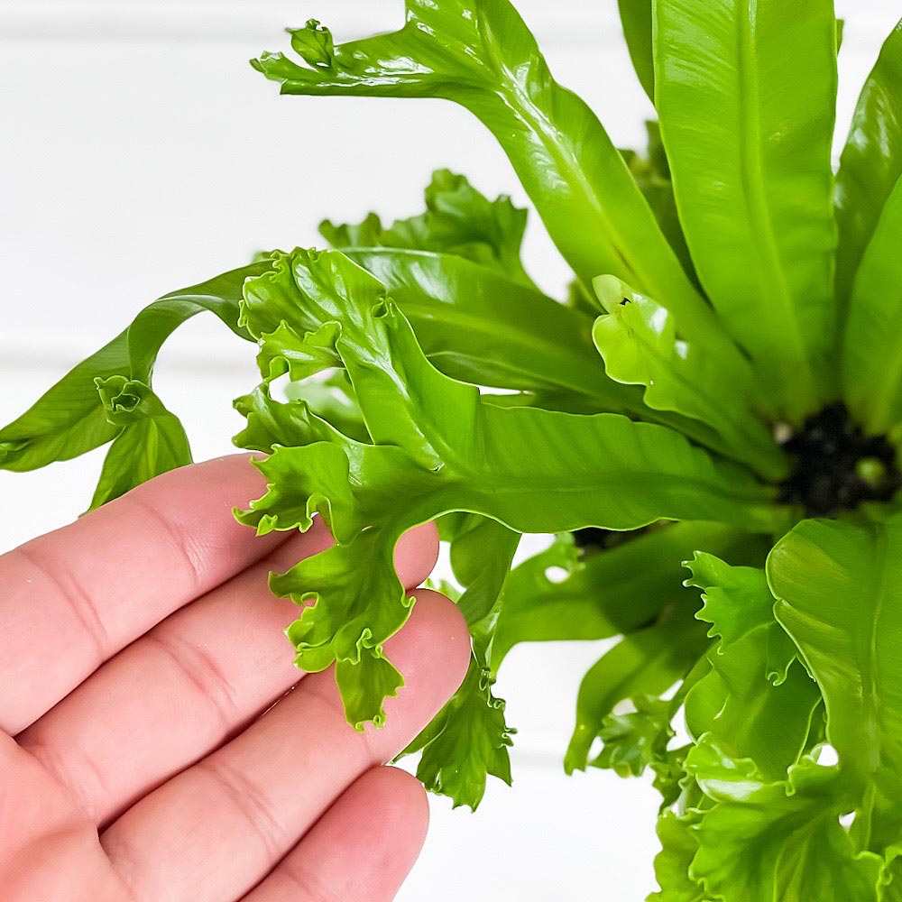 PLANCHU 観葉植物 アスプレニウム レズリー 4号鉢 受け皿付き 育て方説明書付き Asplenium nidus ‘Leslie’ シダ シマオオタニワタリ