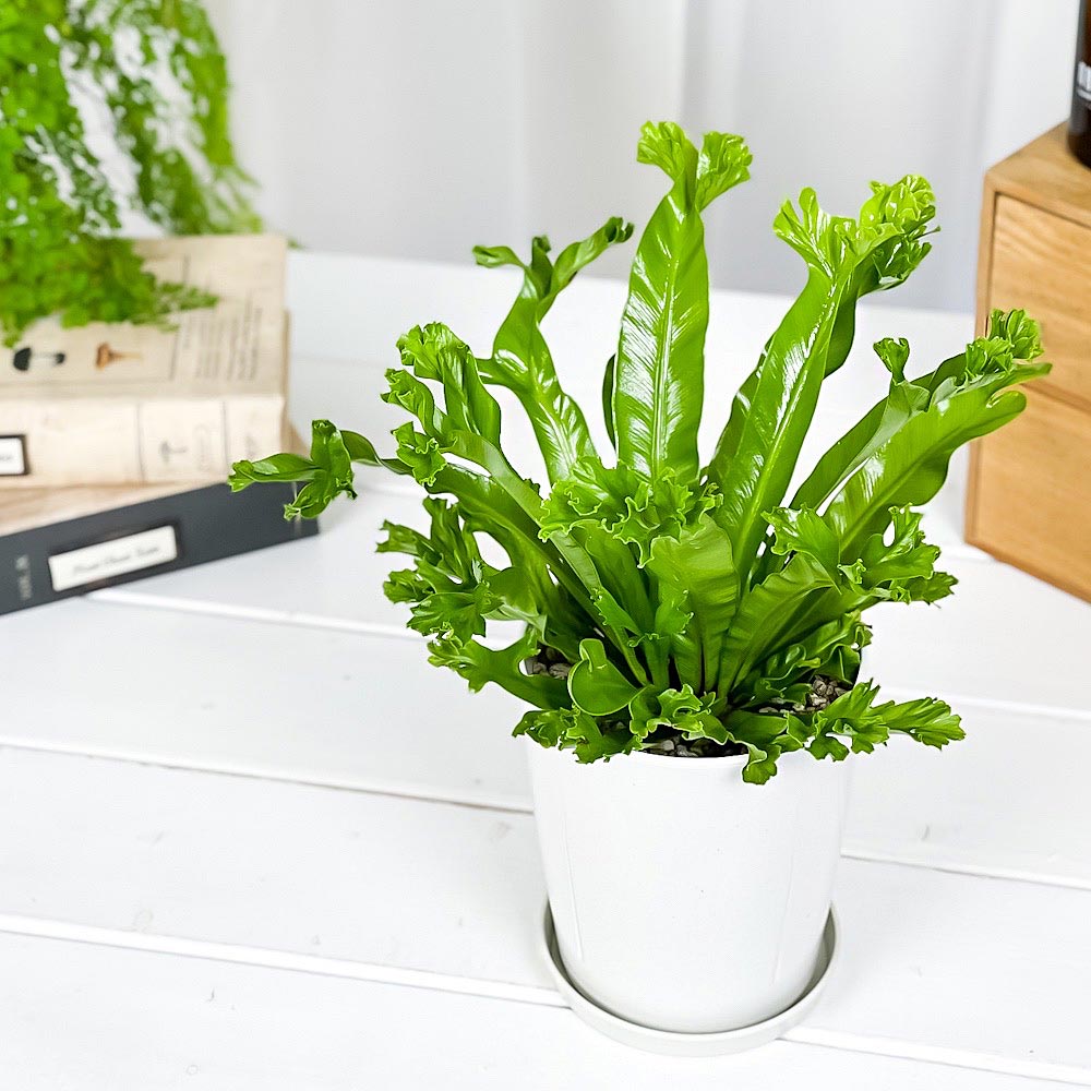 PLANCHU 観葉植物 アスプレニウム レズリー 4号鉢 受け皿付き 育て方説明書付き Asplenium nidus ‘Leslie’ シマオオタニワタリ シダ植物