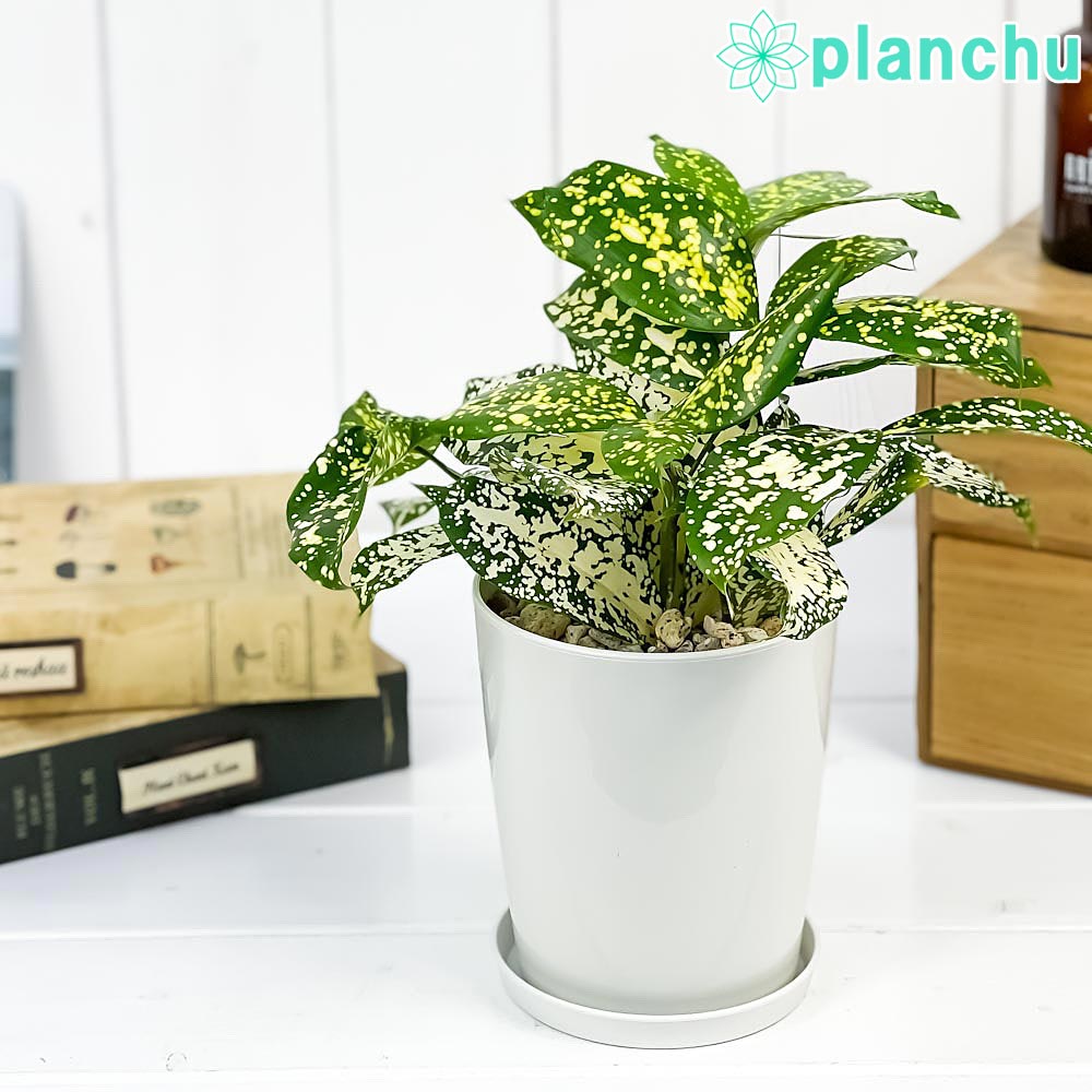 PLANCHU 観葉植物 ドラセナ フロリダビューティー 4号鉢 受け皿付き