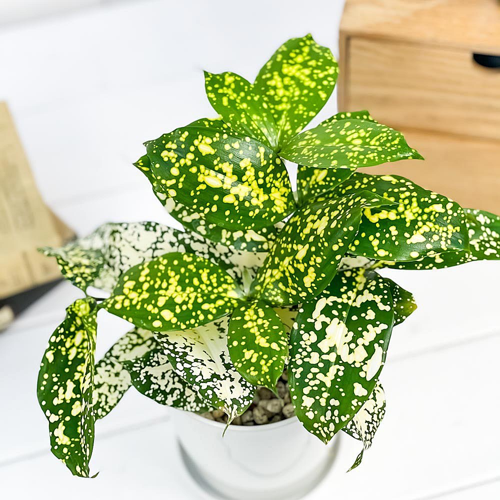 PLANCHU 観葉植物 ドラセナ フロリダビューティー 4号鉢 受け皿付き Dracaena surculosa ‘Florida Beauty’ スルクローサ ゴッドセフィアナ