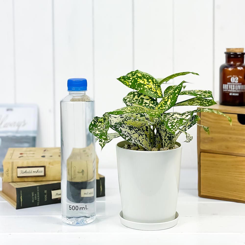 PLANCHU 観葉植物 ドラセナ フロリダビューティー 4号鉢 受け皿付き Dracaena surculosa ‘Florida Beauty’ スルクローサ ゴッドセフィアナ