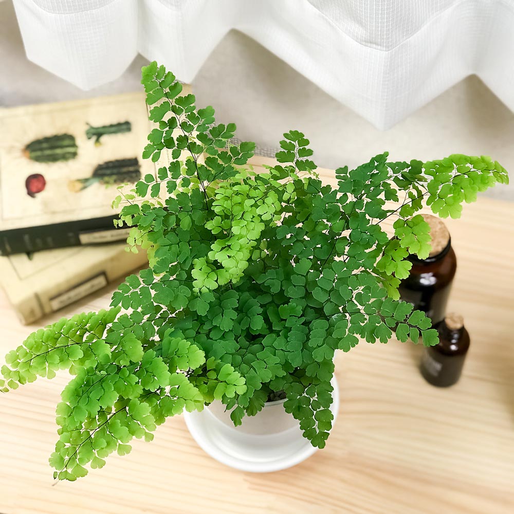 PLANCHU 観葉植物 アジアンタム フリッツルーシー 4号鉢 受け皿付き 育て方説明書付き Adiantum raddianum ‘Fritz Luthi’ シダ
