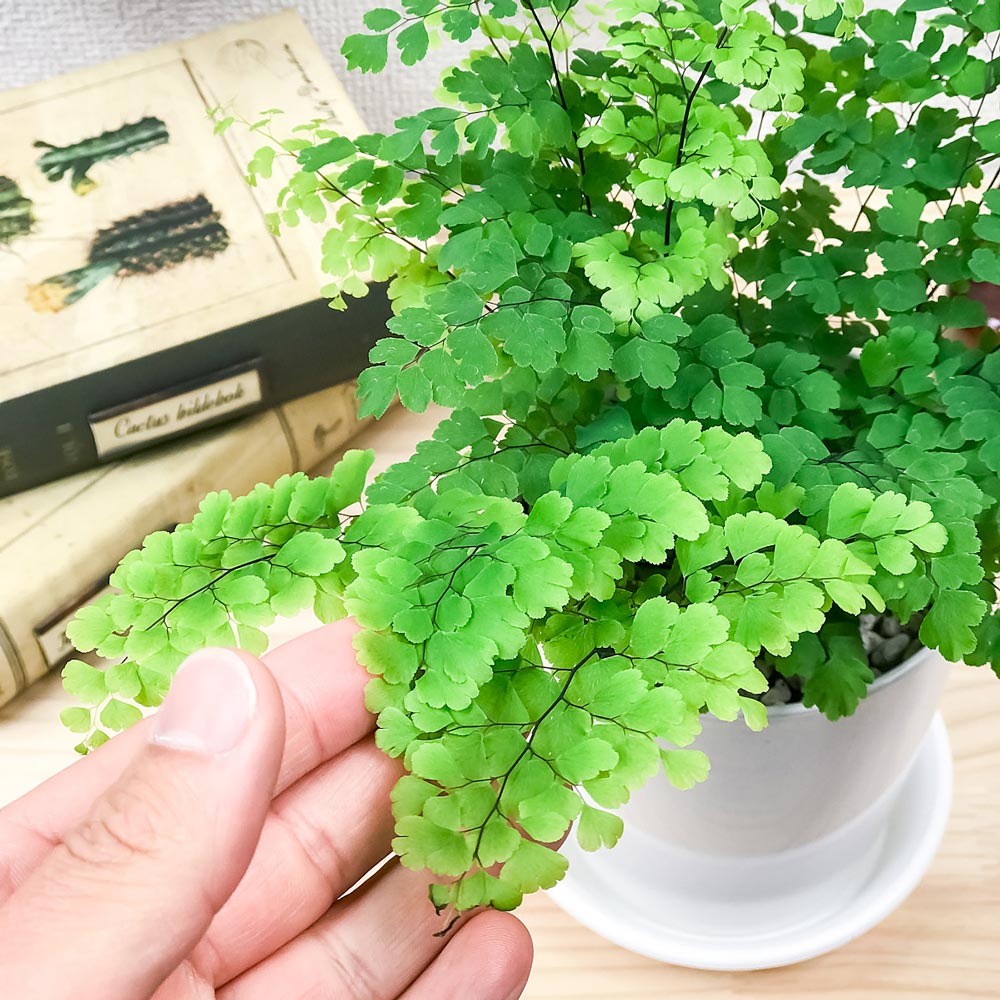 PLANCHU 観葉植物 アジアンタム フリッツルーシー 4号鉢 受け皿付き 育て方説明書付き Adiantum raddianum ‘Fritz Luthi’ シダ