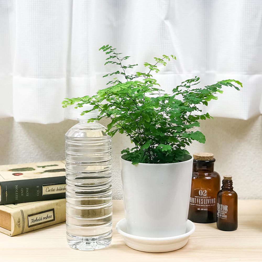 PLANCHU 観葉植物 アジアンタム フリッツルーシー 4号鉢 受け皿付き 育て方説明書付き Adiantum raddianum ‘Fritz Luthi’ シダ