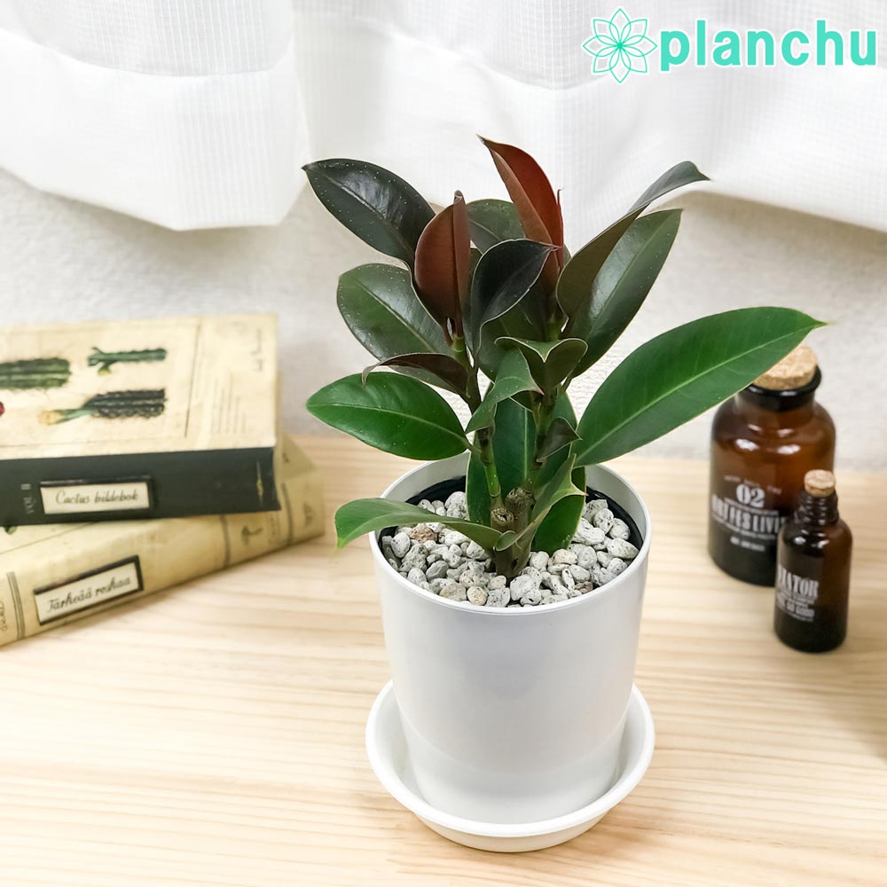 PLANCHU 観葉植物 フィカス メラニー 4号鉢 受け皿付き 育て方説明書付き Ficus elastica ‘Melany’