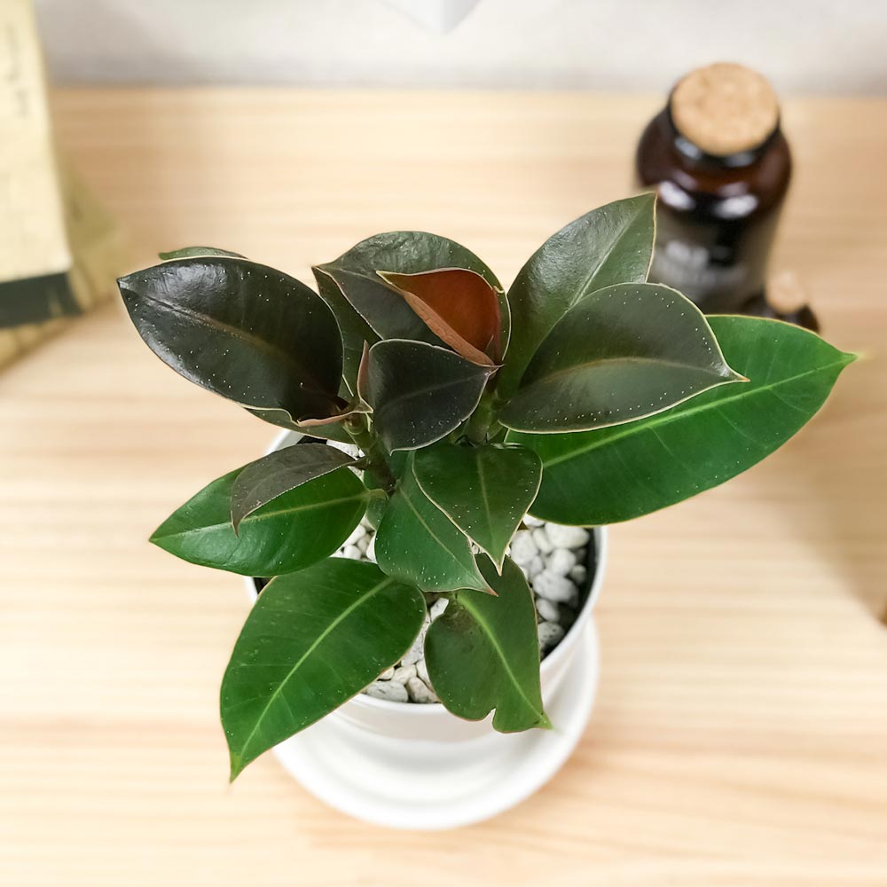 PLANCHU 観葉植物 フィカス メラニー 4号鉢 受け皿付き 育て方説明書付き Ficus elastica ‘Melany’