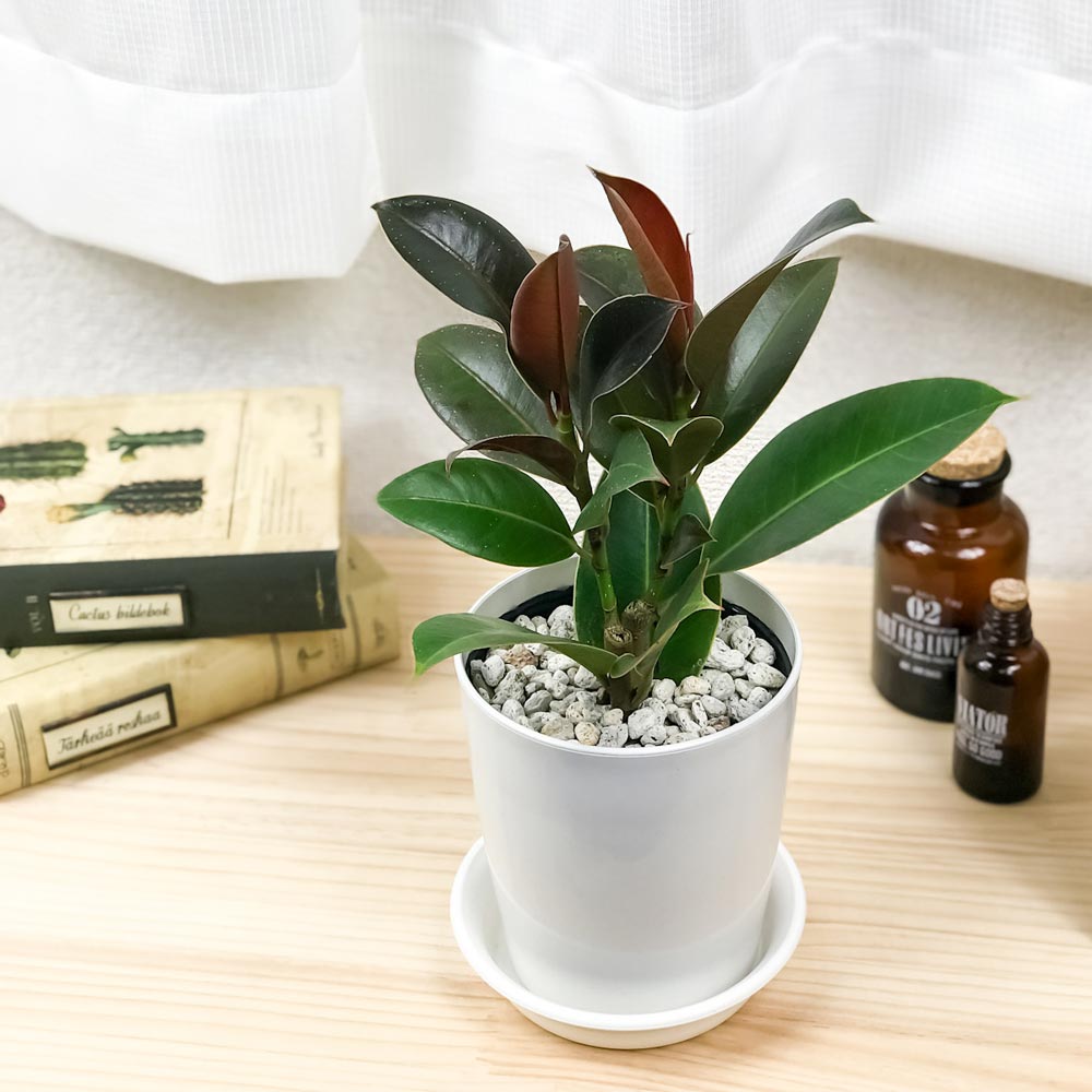 PLANCHU 観葉植物 フィカス メラニー 4号鉢 受け皿付き 育て方説明書付き Ficus elastica ‘Melany’