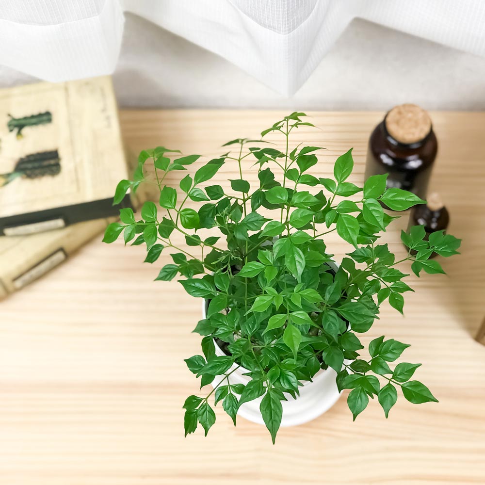 PLANCHU 観葉植物 ラデルマケラ シニカ 4号鉢 受け皿付き 育て方説明書付き Radermachera sinica ステレオスペルマム