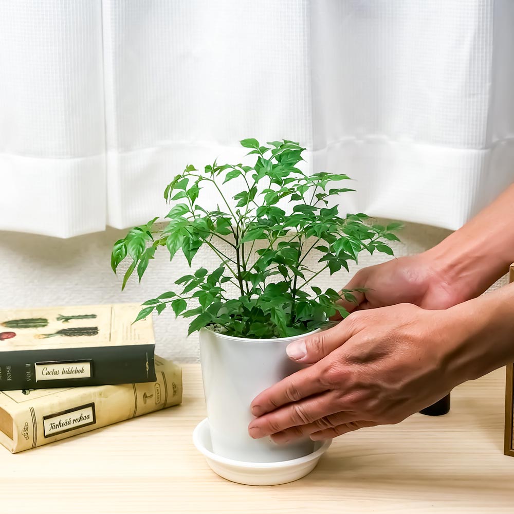 PLANCHU 観葉植物 ラデルマケラ シニカ 4号鉢 受け皿付き 育て方説明書付き Radermachera sinica ステレオスペルマム