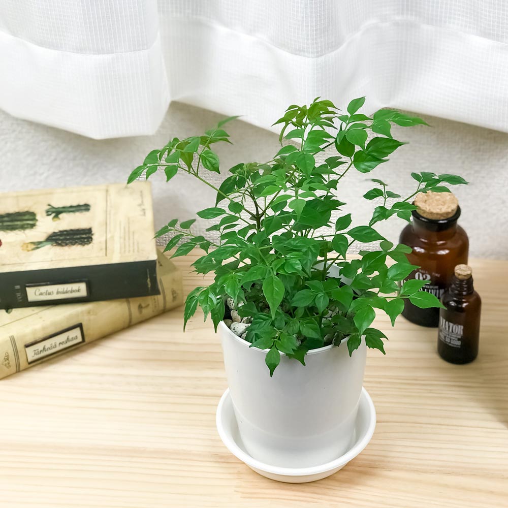 PLANCHU 観葉植物 ラデルマケラ シニカ 4号鉢 受け皿付き 育て方説明書付き Radermachera sinica ステレオスペルマム