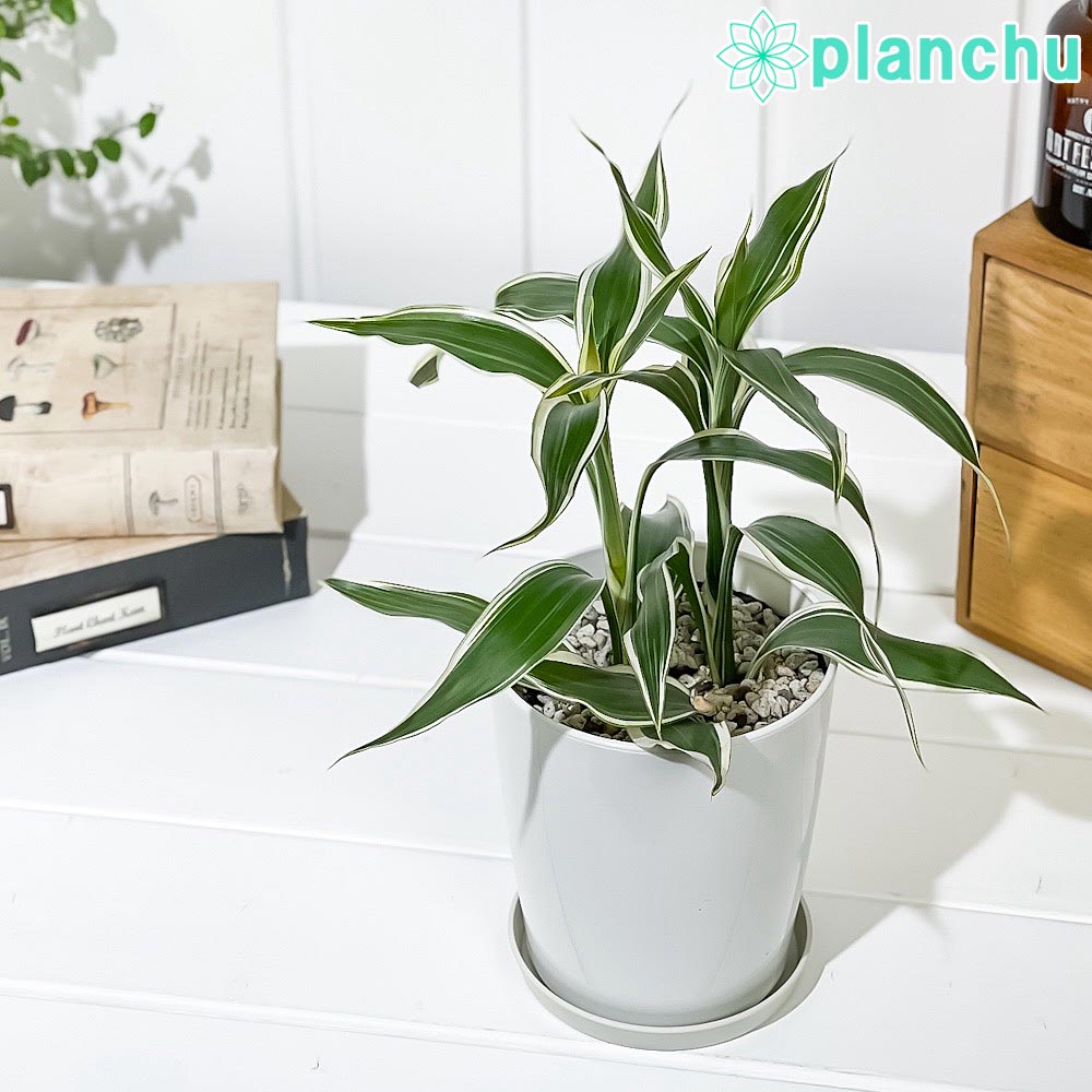 PLANCHU 観葉植物 ドラセナ サンデリアーナ ホワイト 4号鉢 受け皿付き