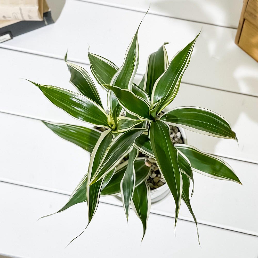 PLANCHU 観葉植物 ドラセナ サンデリアーナ ホワイト 4号鉢 受け皿付き 育て方説明書付き Dracaena sanderiana 銀葉千年木