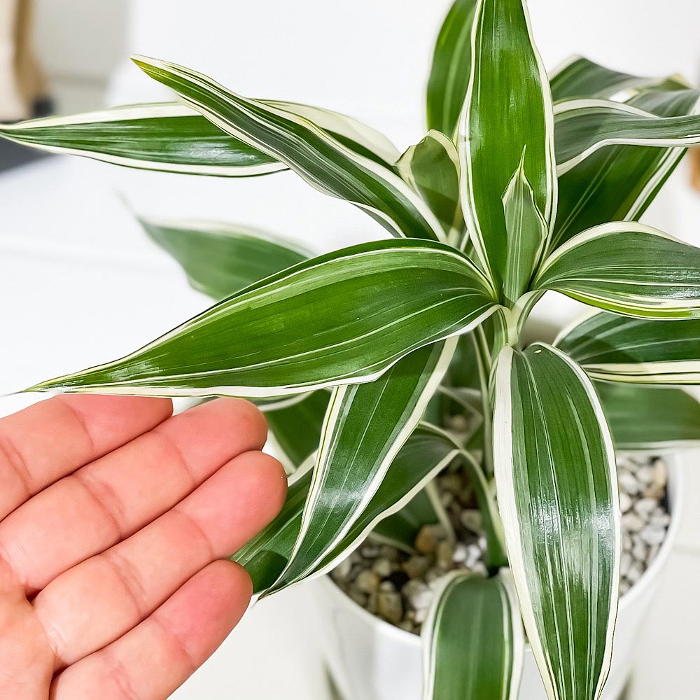 PLANCHU 観葉植物 ドラセナ サンデリアーナ ホワイト 4号鉢 受け皿付き 育て方説明書付き Dracaena sanderiana 銀葉千年木