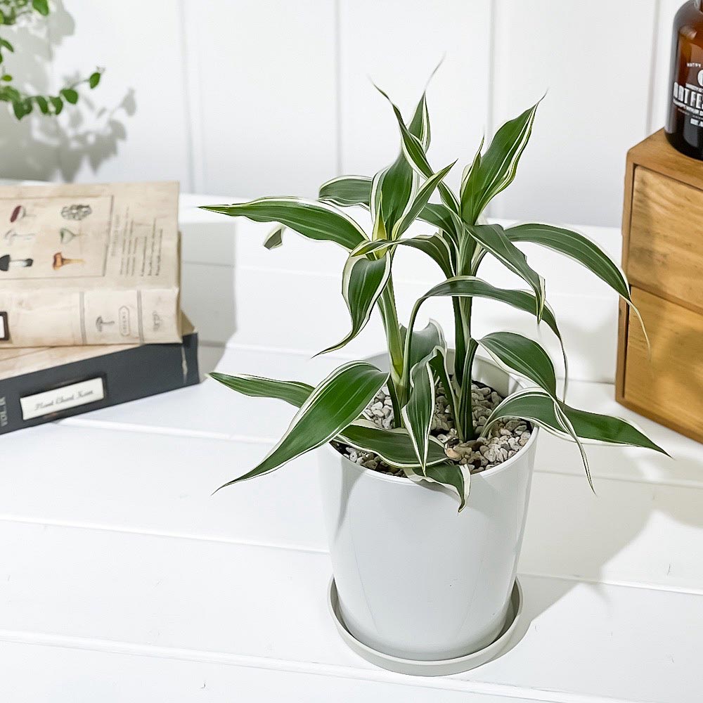 PLANCHU 観葉植物 ドラセナ サンデリアーナ ホワイト 4号鉢 受け皿付き 育て方説明書付き Dracaena sanderiana 銀葉千年木