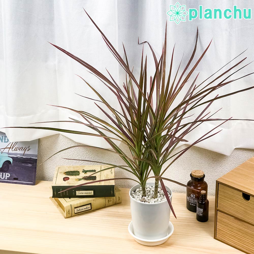 PLANCHU 観葉植物 ドラセナ マルギナータ レインボー 4号鉢 受け皿付き